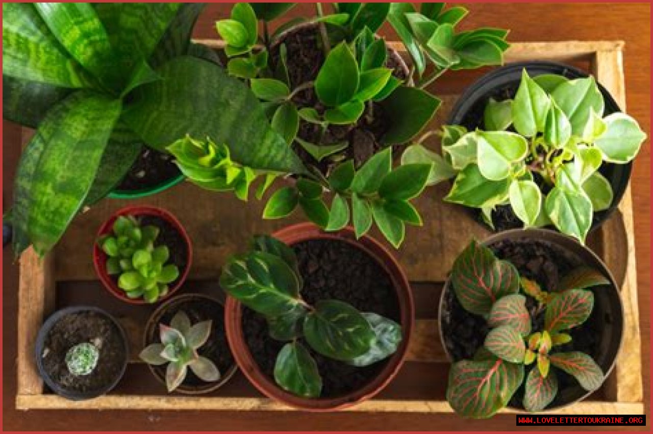 Cinnamon Will Prevent Your Plants from Dying — Best Life