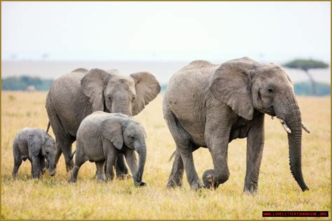 How Many Elephants Are Left in the World: A Vital Quest for Conservation