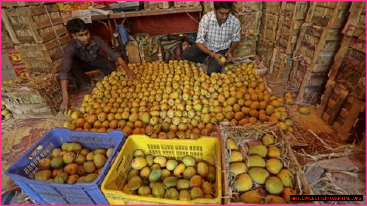 India’s annual mango harvest hit by damaging storms | Business and Economy